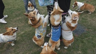 キャンフェスでオフ会 corgi's party