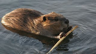 Beavers and Drought Webinar