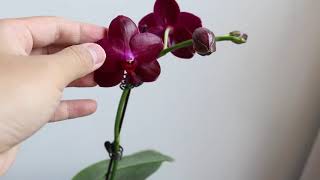 Phal. Sogo Relex '1661' 美丽而又芬芳的珍奇蝴蝶兰送给大家。Beautiful and fragrant phalaenopsis