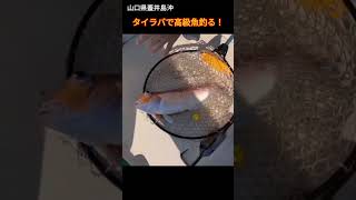 【ダブルヒット】蓋井島沖タイラバで高級魚。