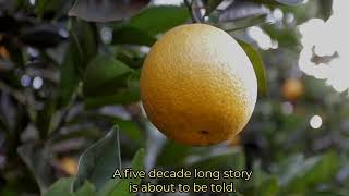 Orange juice, a good choice