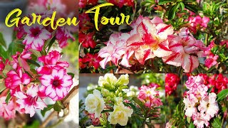 Garden Tour  ||250 Adenium plants ||Adenium flowering tips ||Garden tour malayalam ||Adenium plant