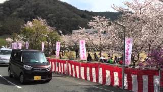 カバヤさくらまつり2016 駐車場〜会場まで てけとーに歩いてみた。2016.04.02