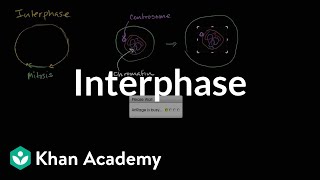Interphase | Cells | MCAT | Khan Academy