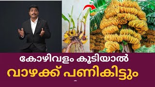 വാഴ നമ്മൾ പറയുന്നിടത്തേക്ക് കുലക്കും| BANANA FARMING TIPS @Nature_signature