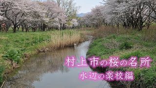 村上市の桜の名所「水辺の楽校編」