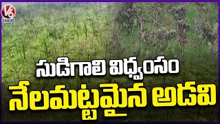 Tornado Ravages Medaram Forest Collapse | Mulugu | V6 News