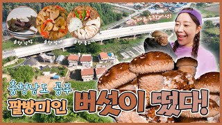 팔방미인 버섯이 떴다! - 충남 공주 [6시N내고향] / KBS 방송