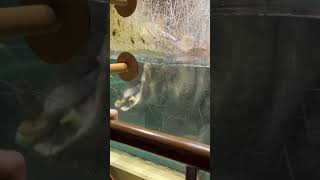 口を開くカバ　夜の旭山動物園 / Hippopotamus in Asahiyama Zoo.