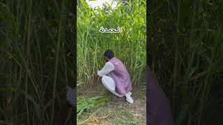 Alhamdulillah my work at home |my beautiful grass |#FULL #Shorts #muhmmadasifzafar768