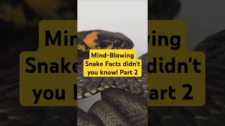 Mindblowing Snake Facts you didn't know! PART 2