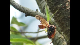 アブラゼミを捕まえたムネアカハラビロカマキリ