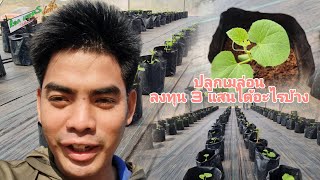 วิธีปลูกเมล่อนเงินแสน ในโรงเรือน คุ้มค่าไหม |เอก เกษตรสดชื่น