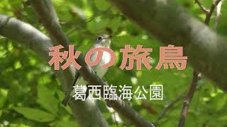 秋の旅鳥　コサメビタキ、エゾビタキなど