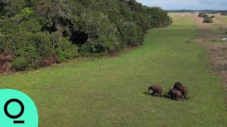 Gabon Wants to Cash In on Its Forest Conservation