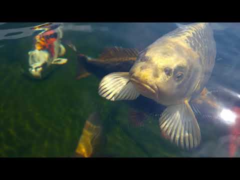 Koi Pond - 28 april 2018 Koi Pond - 28 april 2018