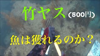 【魚突き】500円の竹ヤス(銛)で魚は獲れるのか？