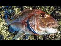 how to find a good rock fishing spot for snapper kingfish kahawai trevally