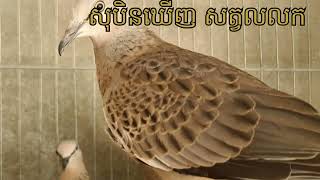 សុបិនឃើញសត្វ លលក # Dreaming of a dove