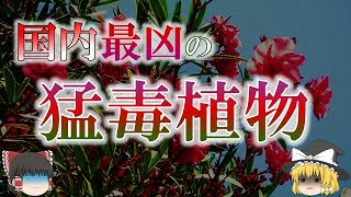 キョウチクトウの知られざる猛毒性について【ゆっくり解説】