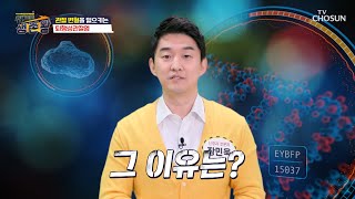 연골 주사를 맞았지만 줄어들지 않는 무릎 통증😨 TV CHOSUN 230523 방송 | [위기탈출 생존왕] 31회 | TV조선