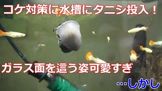 【熱帯魚】水槽のコケ対策にタニシを投入！…しかし残念な結果に【アクアリウム】