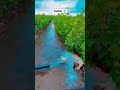 water flowing cotton jbn vlog shorts youtubeshorts agriculture farminglife tranding