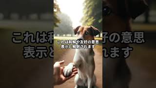 犬のパウギビング：和解のジェスチャーの秘密