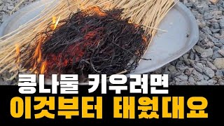 콩나물 맛있게 잘 키우는 방법 콩나물키우기 콩나물시루 콩나물재배기 반려식물