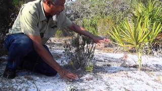 Habitat Changes Caused  By The Earleaf Acacia