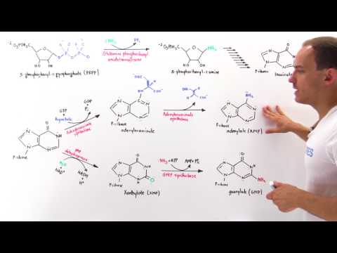 Purine Synthesis Purine Synthesis