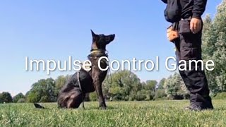 A Simple Game to Train Your Dog's Impulse Control!