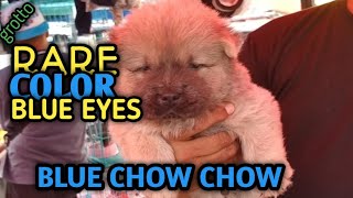 GROTTO PET TIANGE PRICE UPDATE SHIH TZU AM BULLY POODLE CHOW CHOW RARE COLOR BIBIHIRA SA TIANGEAN