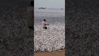 ഇതാണ് മക്കളെ ചാകര 🤣 ബീച്ചിലെ ചാള ചാകര #fishing #viralvideo #shorts #shortvideo #short #trending #sea