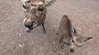 大晦日（朝）の奈良公園と鹿さん