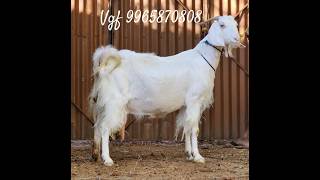 💞💓அழகான தலைச்சேரி ஆடுகள் 💞🐐 Vgf #goatsales #goatmarket #farmgoat #ஆடுவளர்ப்பு ##goat #trending