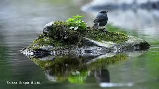 Plumbeous water redstart