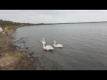 白鳥の鳴き声　苫小牧のウトナイ湖で休憩中 lake utonai hokkaido swan voice