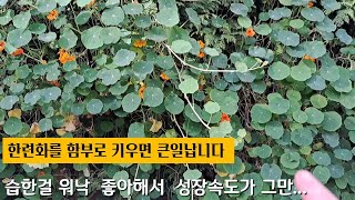 한련화를 함부로 키우면 안되는 이유! 고추따서 말리기 #한련화#가을정원