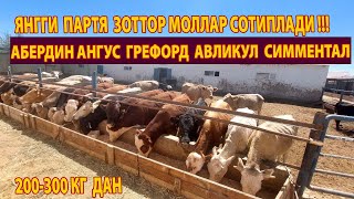 ЗОТТОР МОЛЛАР СОТИЛАДИ   АНГУС  ГРЕФОРД  АВЛИКУЛЛАР   ЯНГГИ ПАРТЯ