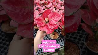 Aglonema Red Strawberry kalau ada yg berminat bisa menghubungi no kami yg ada di bio 😊 #aglonema