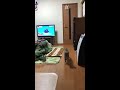 ボールを加えて持ってくる猫