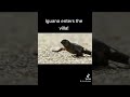 Iguana escaping racer snakes!