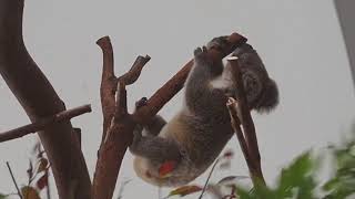 20200801超級親人愛撒嬌的無尾熊寶寶Stuart #無尾熊 #koala #taipeizoo #台北市立動物園