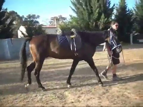 TIGER STANDARDBRED EX TROTTER 2016 TIGER STANDARDBRED EX TROTTER 2016