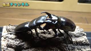 アトラスオオカブトｖｓダイオウヒラタ