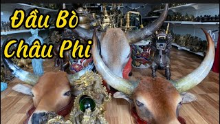 🔴🔴Đầu Bò Treo Tường Châu Phi _ Nhất Long Nhã Ngọc _ Ngũ Long Tranh Châu. Tối 11/3 #đồcổcầnthơ