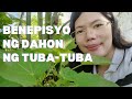 BENEPISYO NG DAHON NG TUBA-TUBA