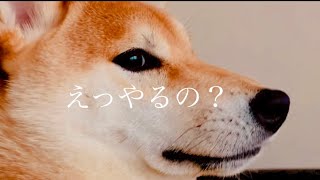 【柴犬大技】おやつをキャッチする柴犬🤗#shorts #dog #Shiba #柴犬わんだふるみかん#Shorts