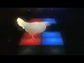 gallina techno despertador